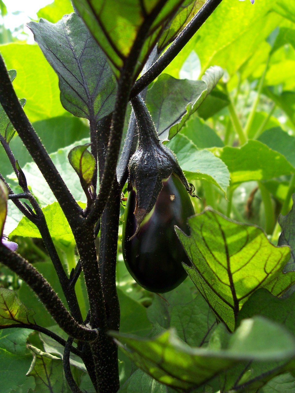 Aubergine