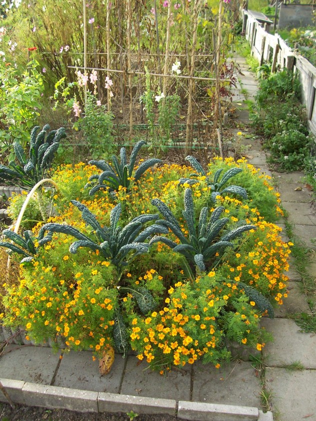 Cavolo nero