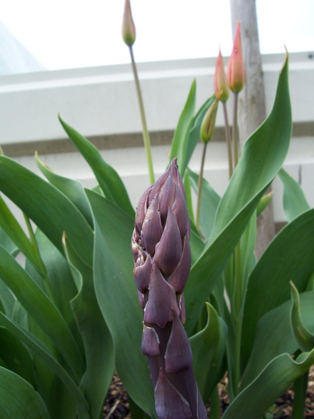 Paarse asperge met tulpen